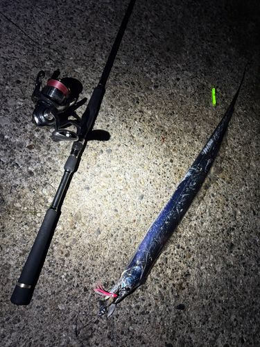 タチウオの釣果