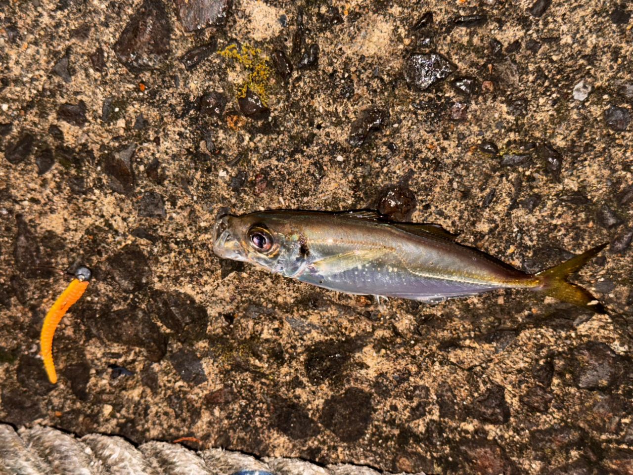 アピア　グランデージライト61 APIA グランデージ ライト 61の最安値・インプレ・釣果 | 本音の