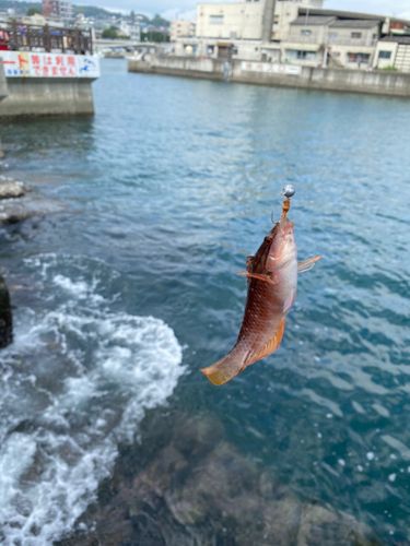 ベラの釣果