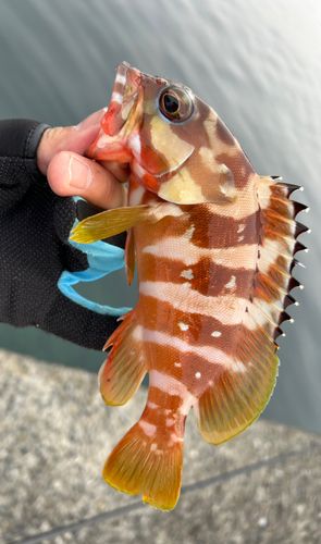 アカハタの釣果