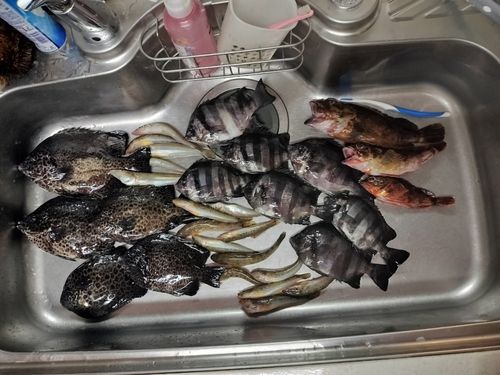 イシガキダイの釣果