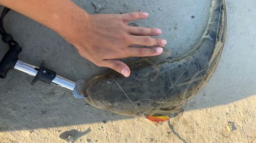 マゴチの釣果