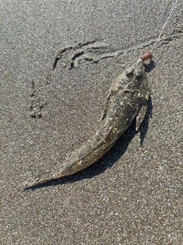 メゴチの釣果