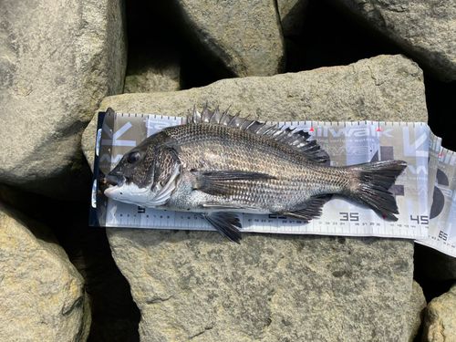 クロダイの釣果