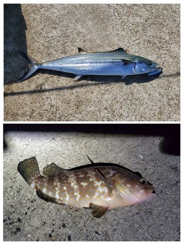 サゴシの釣果