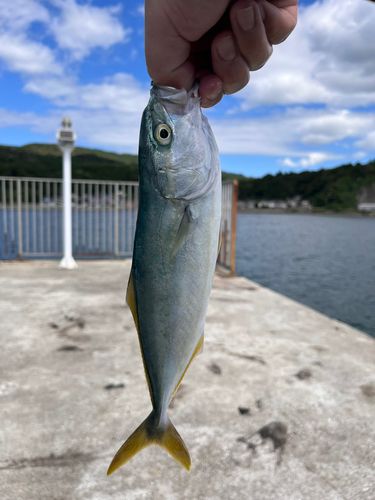 ワカシの釣果