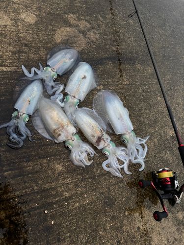 アオリイカの釣果