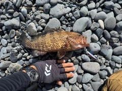 オオモンハタの釣果