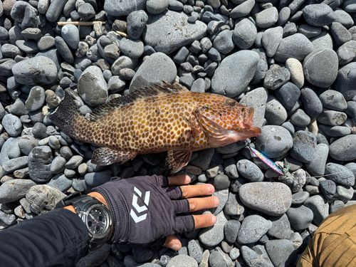 オオモンハタの釣果
