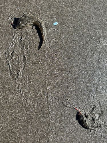 メゴチの釣果