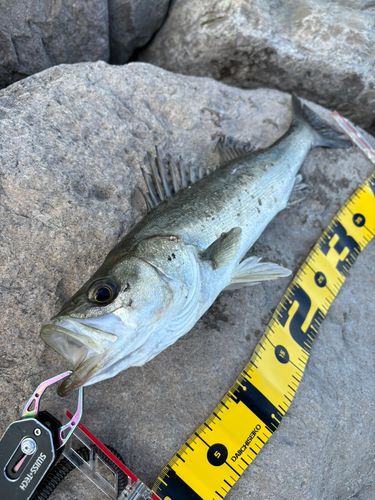 セイゴ（マルスズキ）の釣果