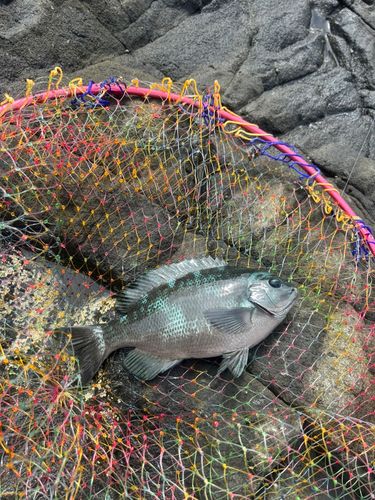 メジナの釣果