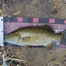 スモールマウスバス