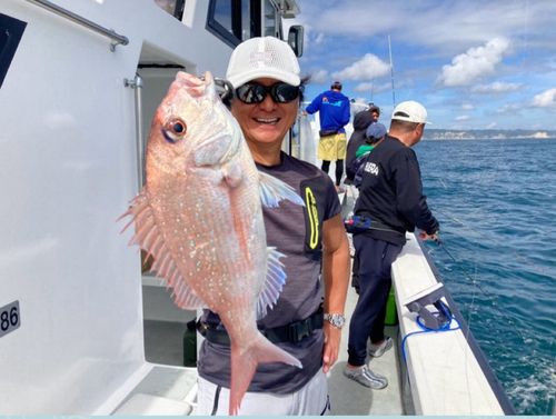 マダイの釣果