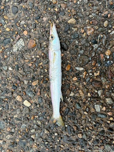カマスの釣果