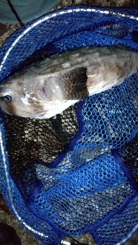 イシガキフグの釣果