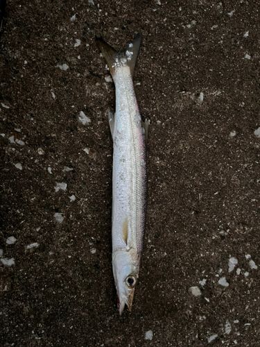 カマスの釣果