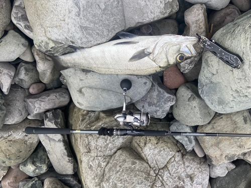 ヒラスズキの釣果