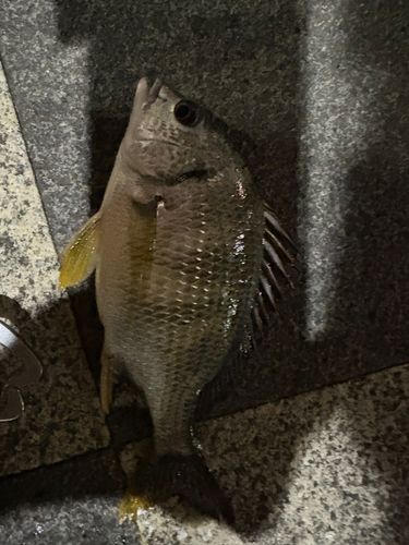 キビレの釣果