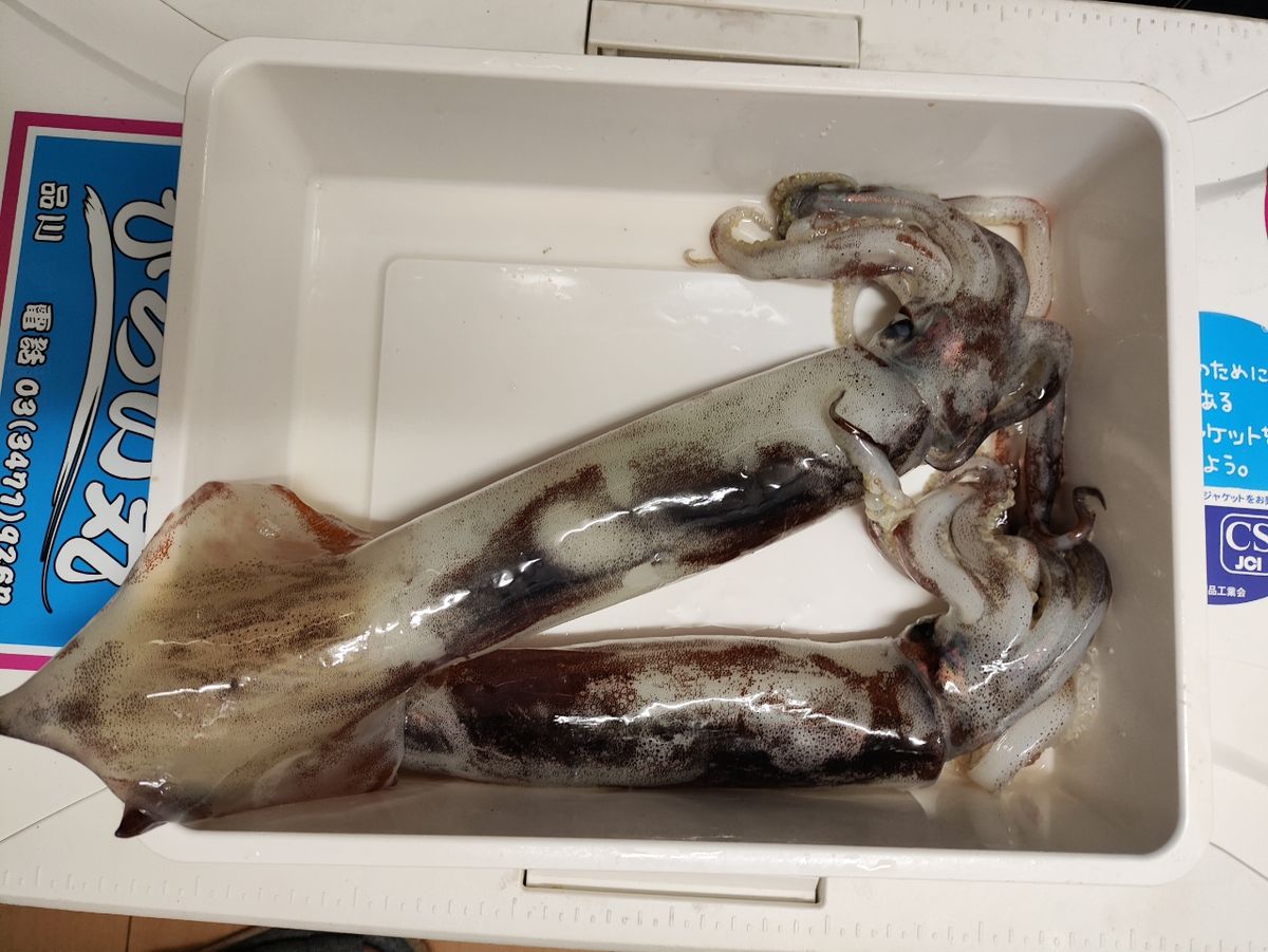 YAMATIGAさんの釣果 1枚目の画像