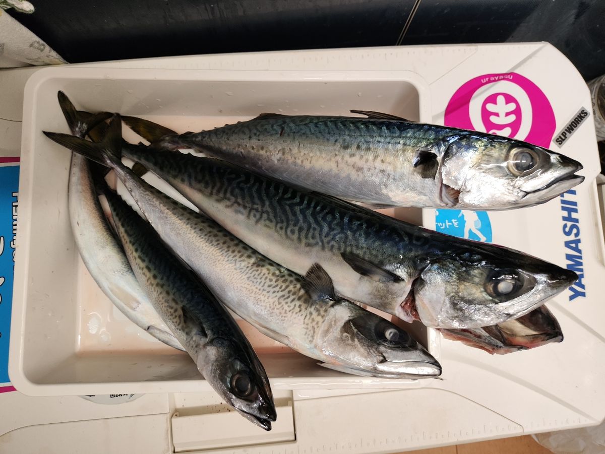 YAMATIGAさんの釣果 2枚目の画像