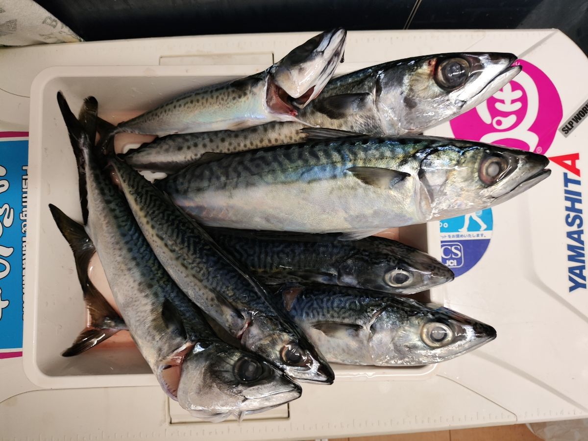 YAMATIGAさんの釣果 3枚目の画像