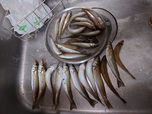 笠戸湾