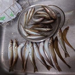 シロギス
