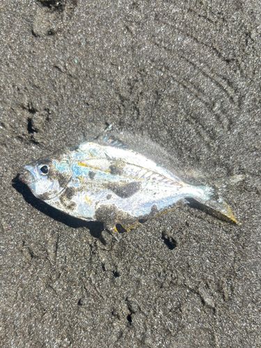 ヒイラギの釣果