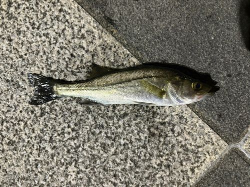 セイゴ（マルスズキ）の釣果