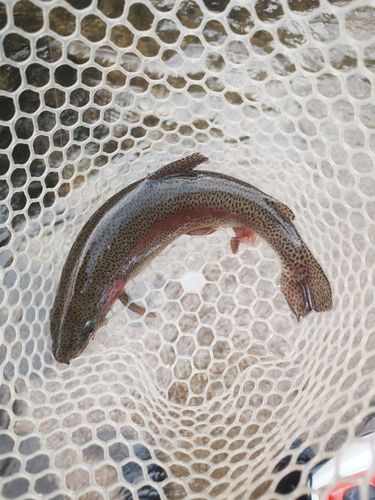 ニジマスの釣果