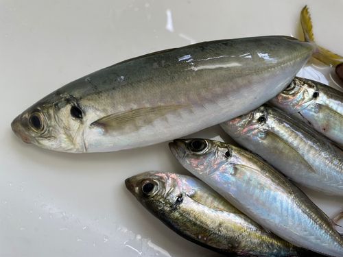 アカハタの釣果