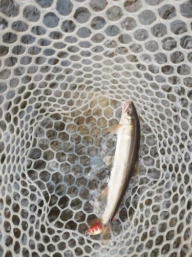 アユの釣果