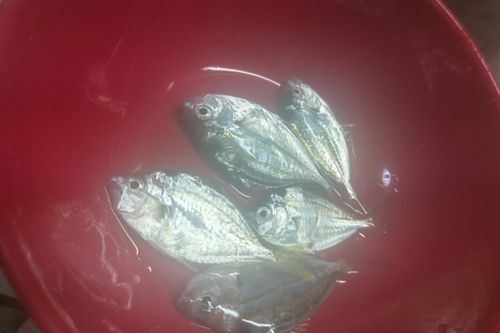 碧南海釣り公園