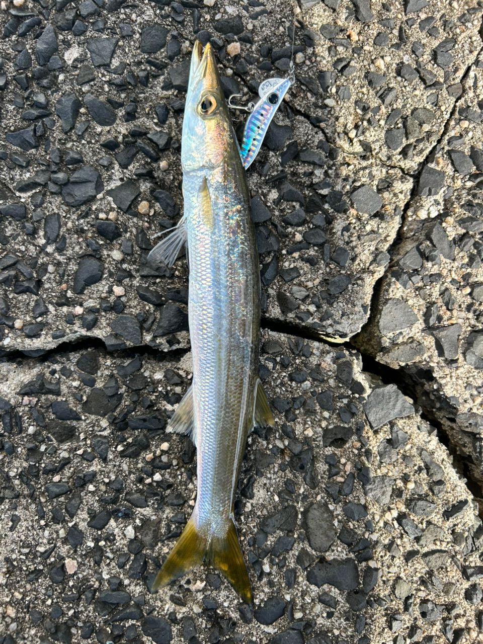 tailwalk マイクロショアジギング SSD 96の最安値・インプレ・釣果