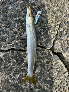 カマスの釣果