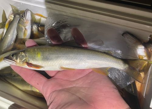 アユの釣果