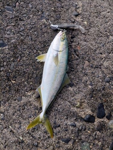 ワカシの釣果
