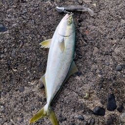 ワカシ