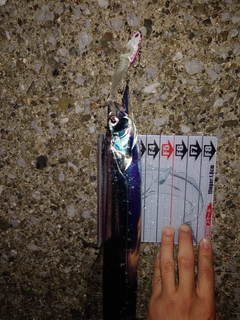 タチウオの釣果