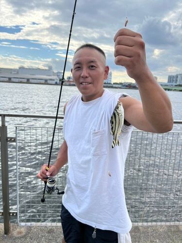 コトヒキの釣果