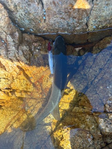 ヒラスズキの釣果
