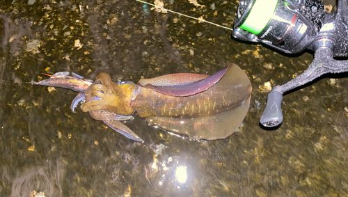 アオリイカの釣果
