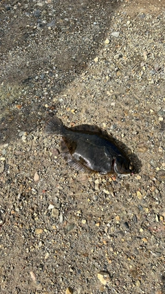 コマイの釣果