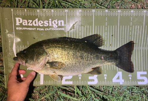 ブラックバスの釣果
