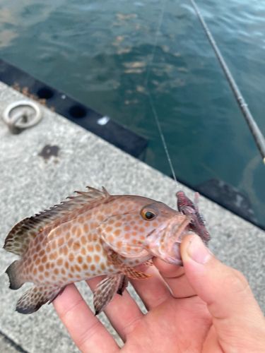 オオモンハタの釣果