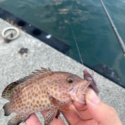 オオモンハタ