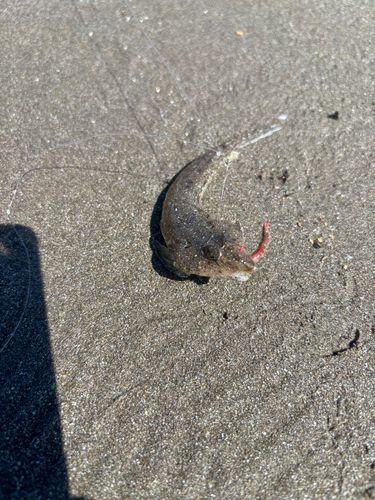 メゴチの釣果