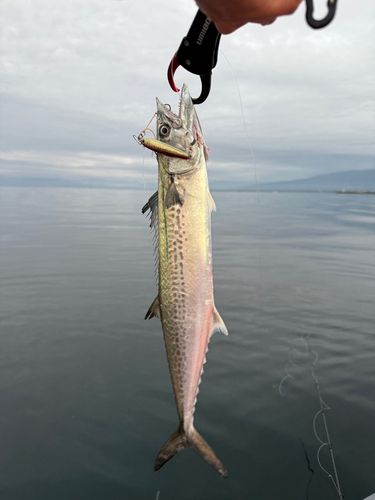 サゴシの釣果