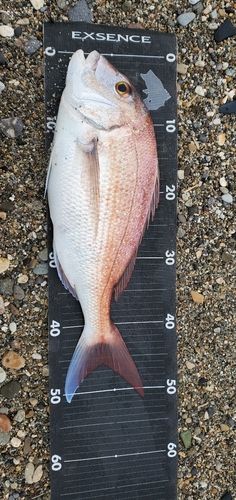 釜谷浜海水浴場